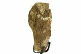 Fossil Hadrosaur Metatarsal Section w/ Metal Stand - South Dakota #354323-3